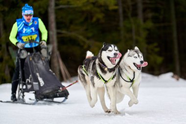 Husky kızak köpek yarışı. Kış köpeği kızak takımı yarışması. Sibirya köpekleri musher ile kızak çeker. Karlı ülkeyi baştan başa geçen yolda etkin çalışma