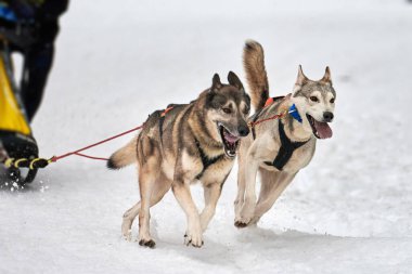 Husky kızak köpek yarışı. Kış köpeği kızak takımı yarışması. Sibirya köpekleri musher ile kızak çeker. Karlı ülkeyi baştan başa geçen yolda etkin çalışma