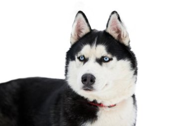 İri yarı köpek yüzlü, izole edilmiş. Sibirya Husky köpeği beyaz arka plan, ağızlık portresi. Tasarım ya da reklam için izole edilmiş komik hayvan.