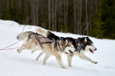 Kızaklı köpek yarışında Koşan Husky köpeği. Kış köpeği kızak takımı yarışması. Koşumlu Sibirya Husky köpeği kayakçı ya da musher kızağı. Karlı ülkeyi baştan başa geçen yolda etkin çalışma