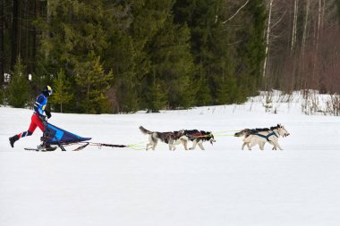 Husky kızak köpek yarışı. Kış köpeği kızak takımı yarışması. Sibirya köpekleri musher ile kızak çeker. Karlı ülkeyi baştan başa geçen yolda etkin çalışma