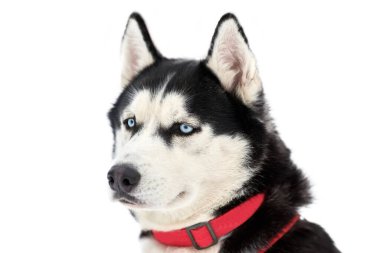 İri yarı köpek yüzlü, izole edilmiş. Sibirya Husky köpeği beyaz arka plan, ağızlık portresi. Tasarım ya da reklam için izole edilmiş komik hayvan.