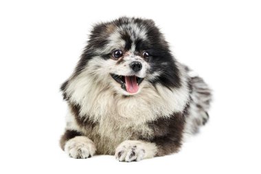 Merle Pomeranya köpek yavrusu Spitz, izole edilmiş. Şirin Pomeranya renginde, beyaz arkaplan. Aile dostu minik Spitz pon köpeği..