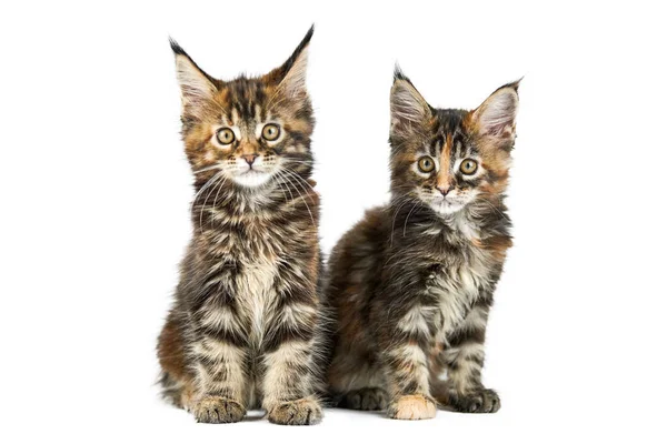 Twee Maine Coon Kittens Geïsoleerd Leuke Schildpad Maine Coon Katten — Stockfoto