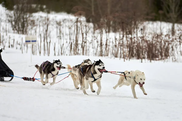 Běh Husky Pes Sáňkách Psích Závodů Zimní Psí Sportovní Spřežení — Stock fotografie