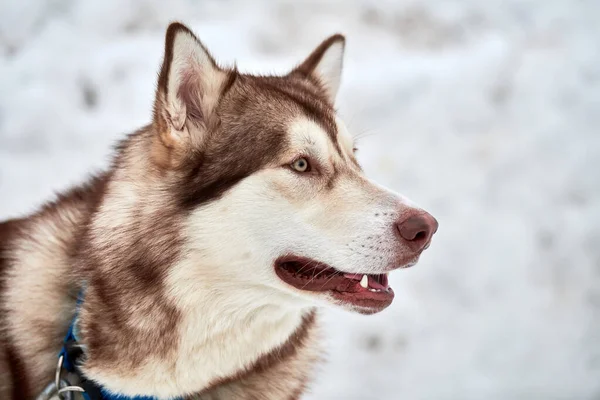 Husky Szánkó Kutya Arc Téli Háttér Szibériai Husky Kutya Fajta — Stock Fotó