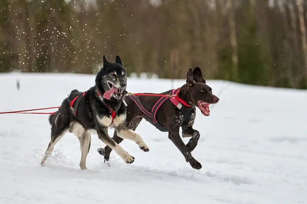 Running Husky and Pointer dog on sled dog racing. Winter dog sport sled team competition. Siberian husky and english pointer dog in harness pull skier or sled with musher. Active running on track