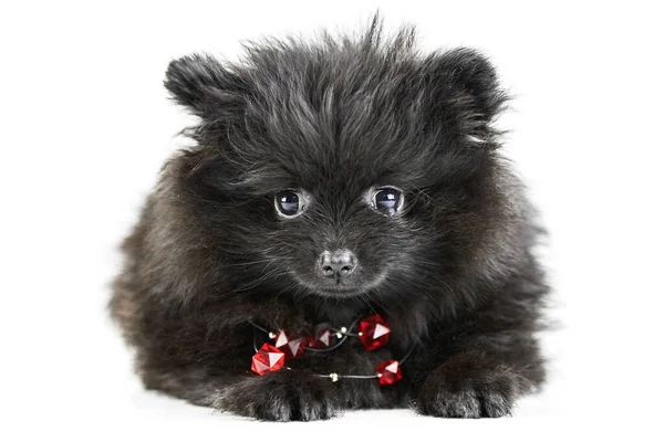 Pomerania Cucciolo Spitz Isolato Pomerania Nera Carina Con Perline Rosse — Foto Stock