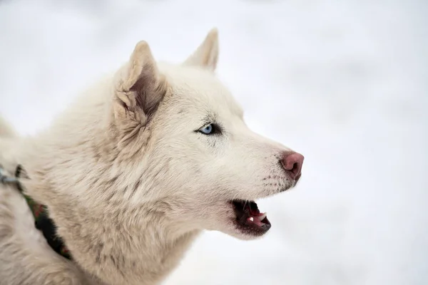 Husky Zaprzęg Twarz Psa Tło Zimowe Syberyjski Husky Pies Rasy — Zdjęcie stockowe