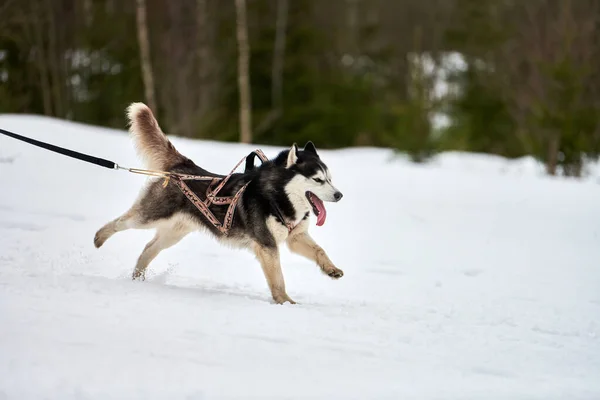 Laufen Husky Hund Auf Schlittenhund Rennen Wintersport Hundeschlitten Teamwettbewerb Sibirische — Stockfoto