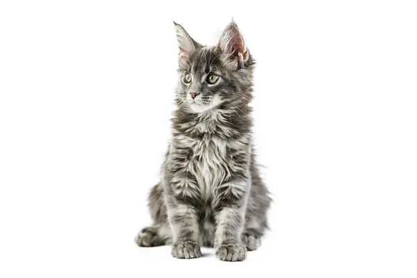 Maine Coon Kitten Isolated Cute Maine Coon Cat White Background — Stock Photo, Image