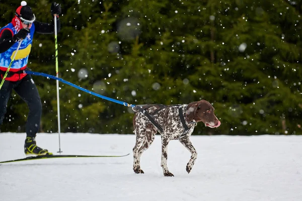 犬ぞりのレースだ 冬の犬スポーツ大会 ポインタ犬はスキーヤーを引っ張っ スノークロスカントリートラックロードでのアクティブなスキー — ストック写真