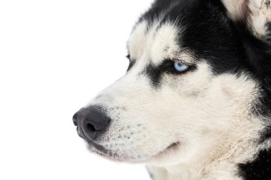 İri yarı köpek yüzlü, izole edilmiş. Sibirya Husky köpeği beyaz arka plan, ağızlık portresi. Tasarım ya da reklam için izole edilmiş komik hayvan.