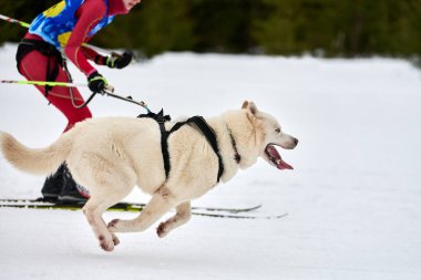 Kayak yapan köpek yarışı. Kış köpek sporları yarışması. Sibirya Husky köpeği kayakçıyı çekiyor. Karlı kros yolunda aktif kayak