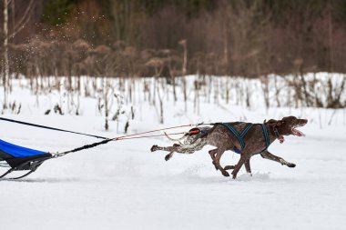 Kış kızağı köpek yarışı. Köpek sporu kızak takımı yarışması. Sivri uçlu köpekler misket tüfeğiyle kızak çeker. Karlı ülkeyi baştan başa geçen yolda etkin çalışma