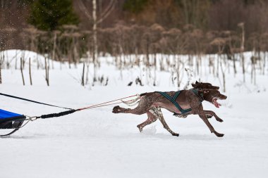 Kış kızağı köpek yarışı. Köpek sporu kızak takımı yarışması. Sivri uçlu köpekler misket tüfeğiyle kızak çeker. Karlı ülkeyi baştan başa geçen yolda etkin çalışma