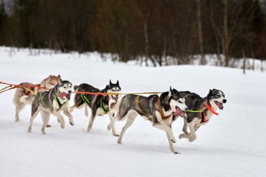 Kızaklı köpek yarışında Koşan Husky köpeği. Kış köpeği kızak takımı yarışması. Koşumlu Sibirya Husky köpeği kayakçı ya da musher kızağı. Karlı ülkeyi baştan başa geçen yolda etkin çalışma