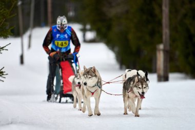 Husky kızak köpek yarışı. Kış köpeği kızak takımı yarışması. Sibirya köpekleri musher ile kızak çeker. Karlı ülkeyi baştan başa geçen yolda etkin çalışma