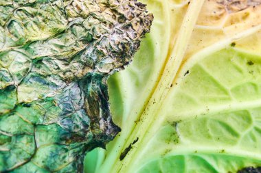 Çürük lahana, makro, yakın çekim. Küflü lahana başı. Yemek pişirmek için uygunsuz bir yemek..