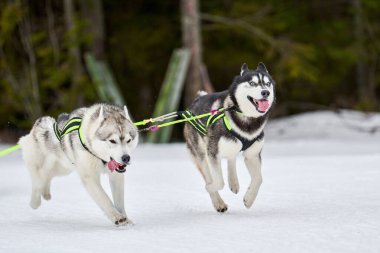 Kızaklı köpek yarışında Koşan Husky köpeği. Kış köpeği kızak takımı yarışması. Koşumlu Sibirya Husky köpeği kayakçı ya da musher kızağı. Karlı ülkeyi baştan başa geçen yolda etkin çalışma