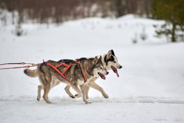 Kızaklı köpek yarışında Koşan Husky köpeği. Kış köpeği kızak takımı yarışması. Koşumlu Sibirya Husky köpeği kayakçı ya da musher kızağı. Karlı ülkeyi baştan başa geçen yolda etkin çalışma