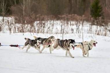Kızaklı köpek yarışında Koşan Husky köpeği. Kış köpeği kızak takımı yarışması. Koşumlu Sibirya Husky köpeği kayakçı ya da musher kızağı. Karlı ülkeyi baştan başa geçen yolda etkin çalışma