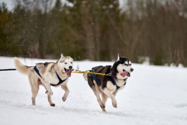 Kızaklı köpek yarışında Koşan Husky köpeği. Kış köpeği kızak takımı yarışması. Koşumlu Sibirya Husky köpeği kayakçı ya da musher kızağı. Karlı ülkeyi baştan başa geçen yolda etkin çalışma