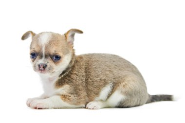 Çivava yavruları, izole edilmiş. Beyaz arka planda küçük şirin bir köpek. Köpek barınağı yavrusu. Kısa saçlı chihuahua köpek cinsi, stüdyo çekimi..