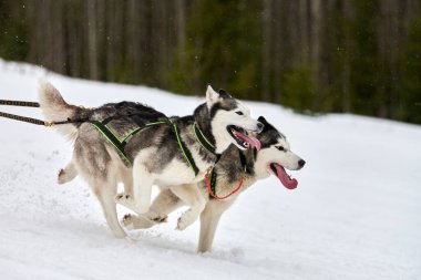 Kızaklı köpek yarışında Koşan Husky köpeği. Kış köpeği kızak takımı yarışması. Koşumlu Sibirya Husky köpeği kayakçı ya da musher kızağı. Karlı ülkeyi baştan başa geçen yolda etkin çalışma
