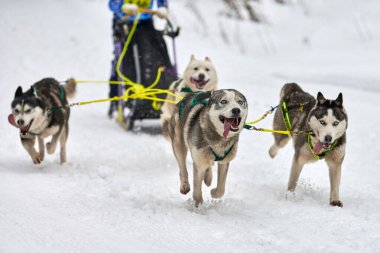 Husky kızak köpek yarışı. Kış köpeği kızak takımı yarışması. Sibirya köpekleri musher ile kızak çeker. Karlı ülkeyi baştan başa geçen yolda etkin çalışma