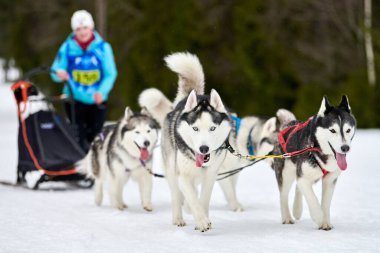 Husky kızak köpek yarışı. Kış köpeği kızak takımı yarışması. Sibirya köpekleri musher ile kızak çeker. Karlı ülkeyi baştan başa geçen yolda etkin çalışma