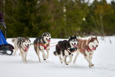 Kızaklı köpek yarışında Koşan Husky köpeği. Kış köpeği kızak takımı yarışması. Koşumlu Sibirya Husky köpeği kayakçı ya da musher kızağı. Karlı ülkeyi baştan başa geçen yolda etkin çalışma