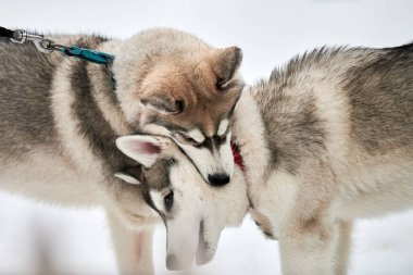 Karda oynayan iri köpekler. Komik Sibirya kızak köpekleri havlayıp ısırarak kış oyunları oynuyorlar. Saldırgan hayvan davranışları.
