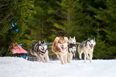 Husky kızak köpek yarışı. Kış köpeği kızak takımı yarışması. Sibirya köpekleri musher ile kızak çeker. Karlı ülkeyi baştan başa geçen yolda etkin çalışma