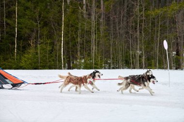 Husky kızak köpek yarışı. Kış köpeği kızak takımı yarışması. Sibirya köpekleri musher ile kızak çeker. Karlı ülkeyi baştan başa geçen yolda etkin çalışma
