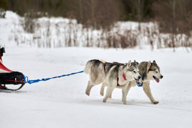 Kızaklı köpek yarışında Koşan Husky köpeği. Kış köpeği kızak takımı yarışması. Koşumlu Sibirya Husky köpeği kayakçı ya da musher kızağı. Karlı ülkeyi baştan başa geçen yolda etkin çalışma