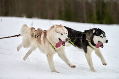 Kızaklı köpek yarışında Koşan Husky köpeği. Kış köpeği kızak takımı yarışması. Koşumlu Sibirya Husky köpeği kayakçı ya da musher kızağı. Karlı ülkeyi baştan başa geçen yolda etkin çalışma