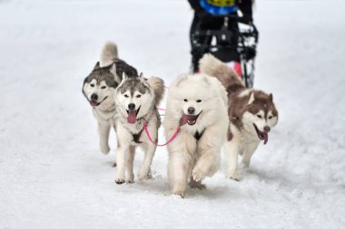 Husky kızak köpek yarışı. Kış köpeği kızak takımı yarışması. Sibirya köpekleri musher ile kızak çeker. Karlı ülkeyi baştan başa geçen yolda etkin çalışma