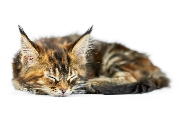 Tortue Enfer Chaton Coon Maine Isole Mignon Chat Maine Coon Image Libre De Droit Par Travelarium C Tortue Enfer Chaton Coon Maine Isole Mignon Chat Maine Coon Image Libre De Droit Par Travelarium C