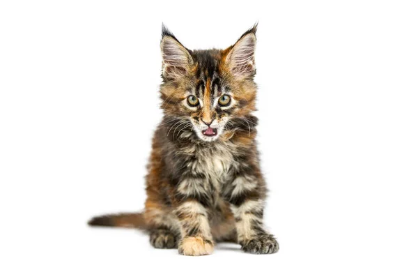 Tortue Enfer Chaton Coon Maine Isolé Mignon Chat Maine Coon — Photo