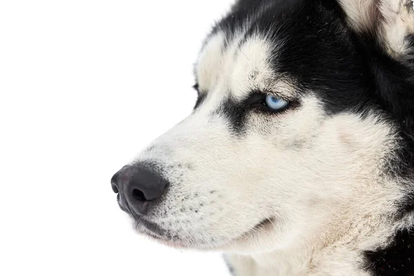 Husky Schlittenhundegesicht Isoliert Siberian Husky Hunderasse Weißer Hintergrund Schnauze Porträt — Stockfoto