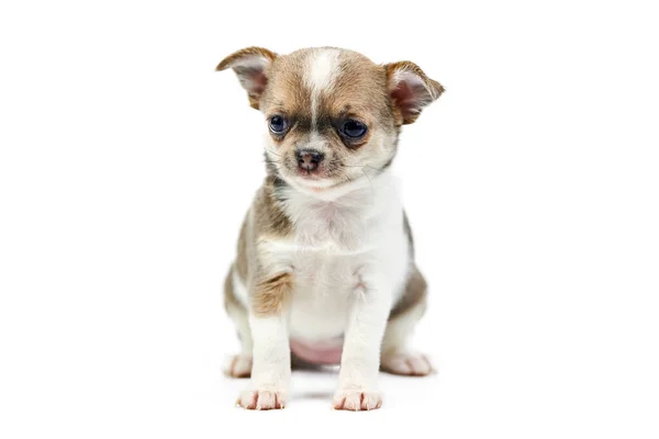 Chihuahua Valpar Isolerade Liten Söt Hund Vit Bakgrund Hundens Skyddsvalp — Stockfoto