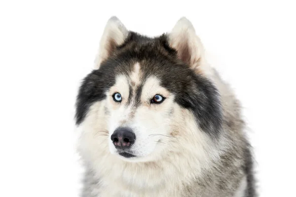 厚脸皮的雪橇狗脸 西伯利亚哈士奇犬繁殖白色背景 口罩肖像 用于设计或广告的孤立有趣的宠物 — 图库照片