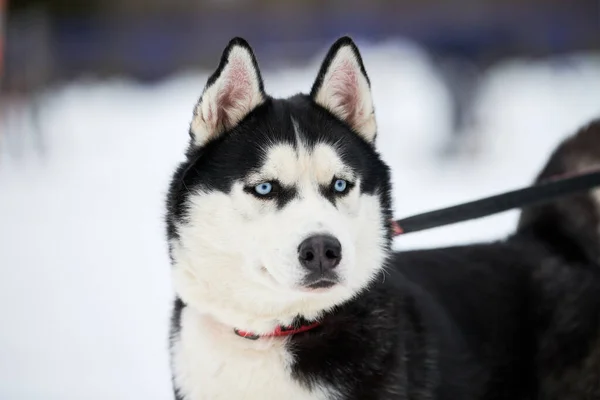 Husky Släde Hund Ansikte Vinter Bakgrund Sibirien Husky Hund Ras — Stockfoto