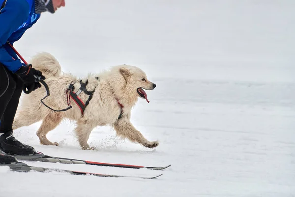 Skijoring dog racing. Winter dog sport competition. Samoyed dog pulls skier. Active skiing on snowy cross country track road