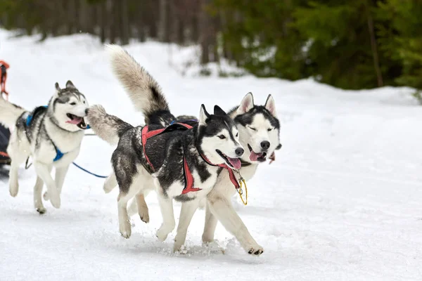Kızaklı köpek yarışında Koşan Husky köpeği. Kış köpeği kızak takımı yarışması. Koşumlu Sibirya Husky köpeği kayakçı ya da musher kızağı. Karlı ülkeyi baştan başa geçen yolda etkin çalışma