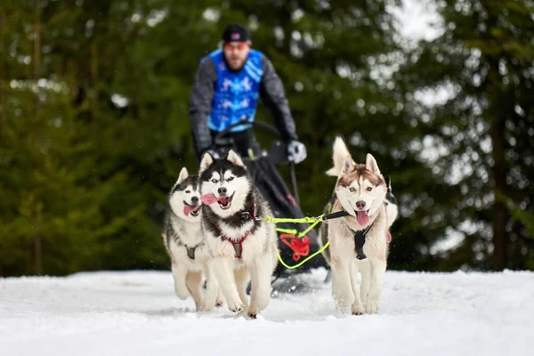 Husky Trenó Corridas Cães Inverno Cão Esporte Trenó Equipe Competição — Fotografia de Stock