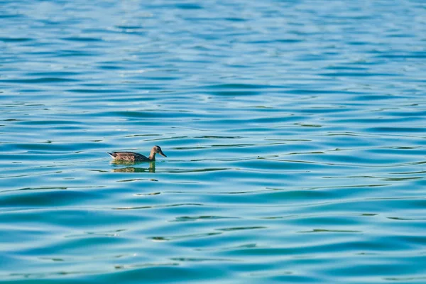 Качка Плаває Міському Озері Копіює Простір Маллардська Качка Воді Спостереження — стокове фото