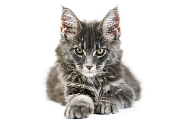 Chaton Coon Maine Isole Mignon Chat Maine Coon Sur Fond Image Libre De Droit Par Travelarium C Chaton Coon Maine Isole Mignon Chat Maine Coon Sur Fond Image Libre De Droit Par Travelarium C