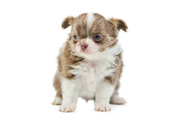 Cuccioli Chihuahua Isolati Piccolo Cane Carino Sfondo Bianco Cane Rifugio — Foto Stock